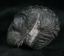 Large Enrolled Drotops Trilobite - Around #7134-4